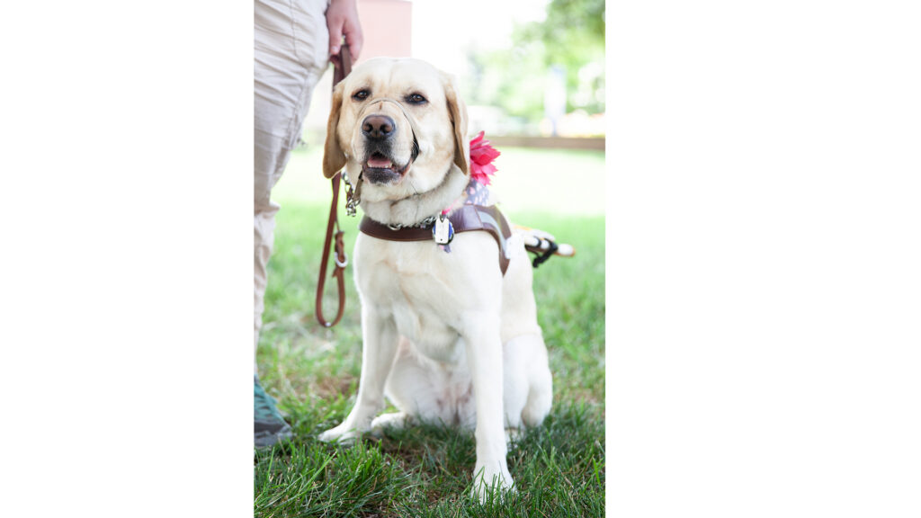 Photo of guide dog on a leash. 