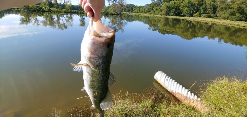 Hand holding a fish over a lake in the background.